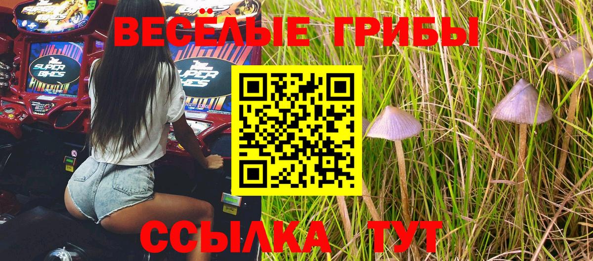 Галлюциногенные грибы Psilocybine cubensis Ленинск-Кузнецкий
